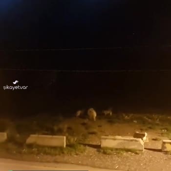 İçişleri Bakanlığı Talimatına Rağmen Köpekler Toplanmıyor!