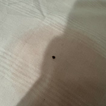 Baza Başlığındaki Tahtakurusu Sorunu Çözülmedi, Mağduriyetimiz Sürüyor