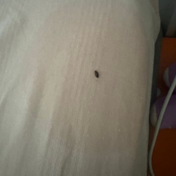 Baza Başlığındaki Tahtakurusu Sorunu Çözülmedi, Mağduriyetimiz Sürüyor