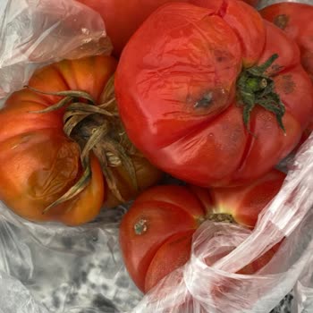 Migros Sanal Marketten Gelen Çürük Meyveler Ve İade Sorunu