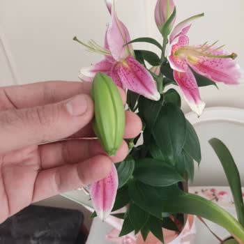 Siparişimdeki Çiçekler Kırık Ve Ezik Geldi, Çözüm Yetersiz Kaldı