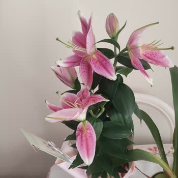 Siparişimdeki Çiçekler Kırık Ve Ezik Geldi, Çözüm Yetersiz Kaldı