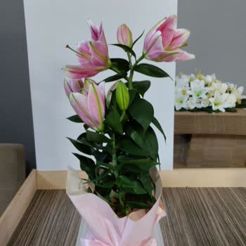 Siparişimdeki Çiçekler Kırık Ve Ezik Geldi, Çözüm Yetersiz Kaldı