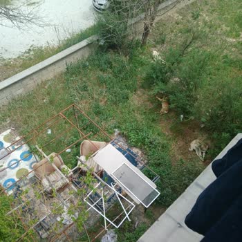 Mahalledeki Sokak Köpekleri Çocukları Tehdit Ediyor