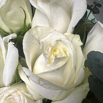 Gönderilen Güller Görseldeki Gibi Canlı Değildi, Mağdur Oldum