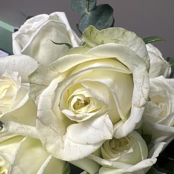 Gönderilen Güller Görseldeki Gibi Canlı Değildi, Mağdur Oldum