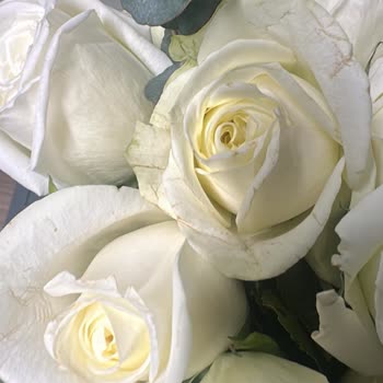 Gönderilen Güller Görseldeki Gibi Canlı Değildi, Mağdur Oldum