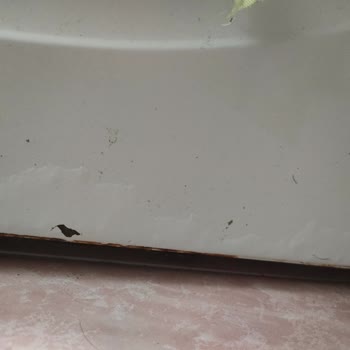 Bosch Çamaşır Makinesinde Paslanma Ve Müşteri Hizmetlerinde Hayal Kırıklığı