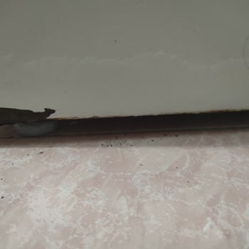 Bosch Damaged My Trust After Rust Problems With My Washing Machine