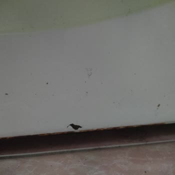 Bosch Damaged My Trust After Rust Problems With My Washing Machine