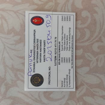 Sağlıklı Kedim Ameliyat Sonrası Hayatını Kaybetti