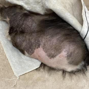 Via Veteriner Kliniği (Ankara) Kedimin Tedavisinde İlgisizlik Yanlış Yönlendirme Sonucu Büyük Kayıp