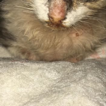 Via Veteriner Kliniği (Ankara) Kedimin Tedavisinde İlgisizlik Yanlış Yönlendirme Sonucu Büyük Kayıp