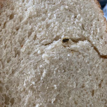 Aldığım Ekmekten Fare Dışkısı Çıktı Sağlığımız Tehlikede