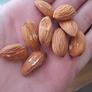 Badem Paketi İçinden Kayısı Çekirdeği Çıkması