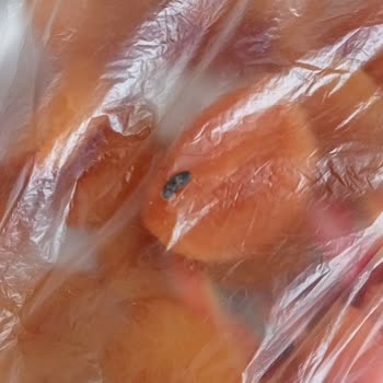 Kuru Kayısıdan Çıkan Fare Dışkısı Hijyen Endişesi Yarattı