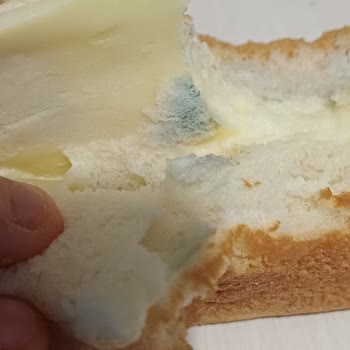 Dardanel Taze Olması Gereken Sandviçte Küflü Kaşar Şoku