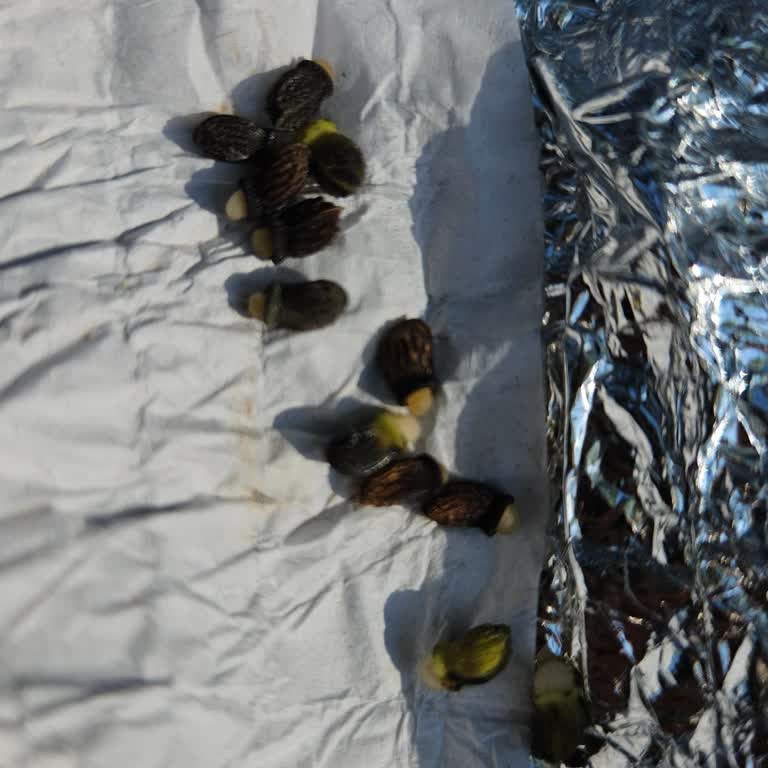 Yanlış Tohum Gönderimi Mağduriyeti Ve Çözüm Talebi