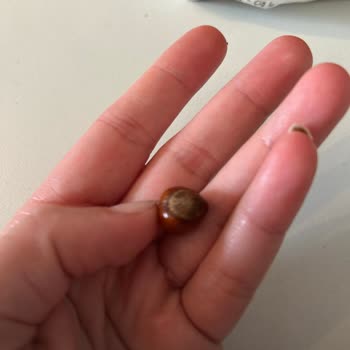 Kuruyemiş Paketinden Çıkan Kabuklu Fındık Çocuğum İçin Tehlike Oluşturdu