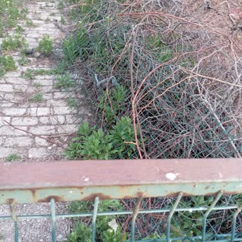 Nallıhan'da Dere Boyu Güvenlik İhmali: Kamu Malı Zarar Görüyor, Vatandaş Tehlikede