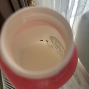 Aldığım Konsantre Ürünün İçinde Yabancı Cisim Çıktı, Açıklama Bekliyorum