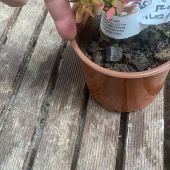 Sipariş Edilen Bitkiler Beklentileri Karşılamadı, Müşteri Desteği Yetersiz