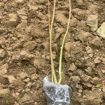 Sipariş Edilen Bitkiler Beklentileri Karşılamadı, Müşteri Desteği Yetersiz