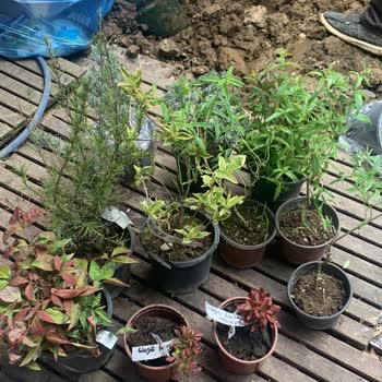 Sipariş Edilen Bitkiler Beklentileri Karşılamadı, Müşteri Desteği Yetersiz