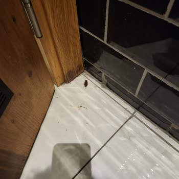 Yüksek Fiyatlara Rağmen Temizlik Sorunu Yaşadık