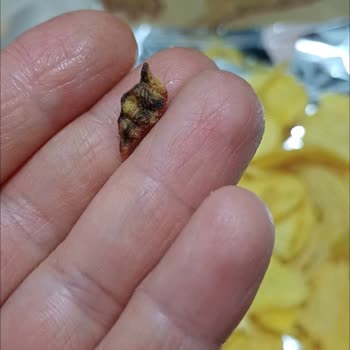 Cipso Cips Paketinden Böcek Benzeri Parçalar Çıktı, Firma Sorumluluk Almıyor