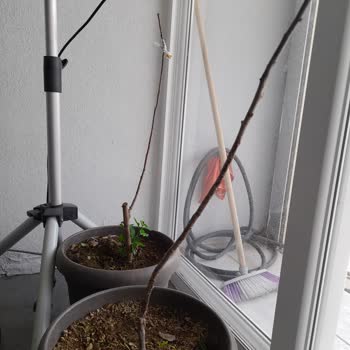 Aldığım Fidanlar Kuru Ve Kullanılamaz Geldi, İlgilenilmiyor