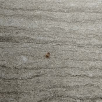 Hastane Oturma Alanında Böcek Sorunu Ailemi Tedirgin Etti