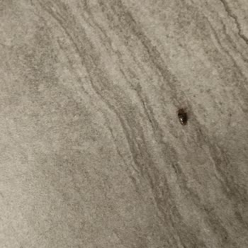 Hastane Oturma Alanında Böcek Sorunu Ailemi Tedirgin Etti