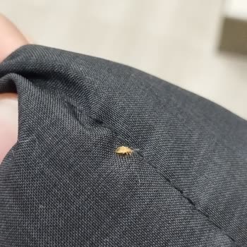 Hastane Oturma Alanında Böcek Sorunu Ailemi Tedirgin Etti