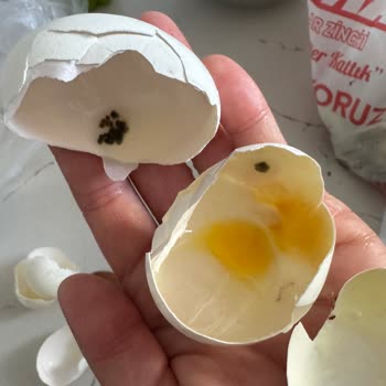 Son Kullanma Tarihi Geçmemiş Yumurtadan Küf Ve Kötü Koku Çıkması Mağduriyet Yarattı