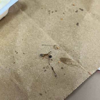 Burger King Steakhouse Burger İçerisinden Çıkan Örümcek Şoku!