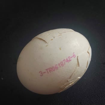 Kırık Ve Yapıştırılmış Yumurta Satışı Nedeniyle Hayal Kırıklığı