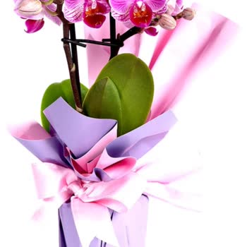 Gönderilen Çiçek Masada Bile Durmuyor, Şikayetim Dikkate Alınmadı!