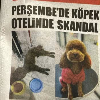 Proteo K9 Akademi Köpeğimin Ölümünü Gizlediler, Sorumluluklarını Yerine Getirmediler
