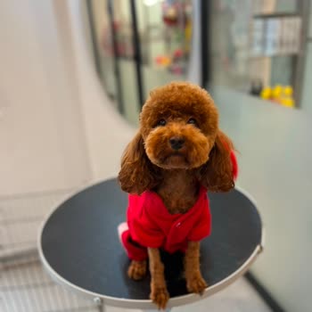 Proteo K9 Akademi Köpeğimin Ölümünü Gizlediler, Sorumluluklarını Yerine Getirmediler