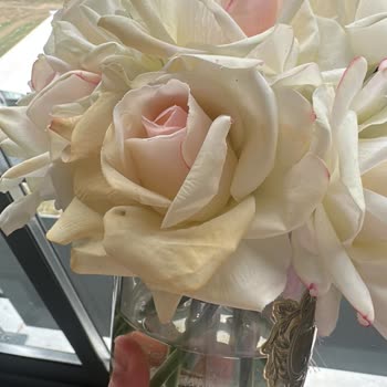 Roses Atelier Solmayan Güller Senesi Dolmadan Sarardı