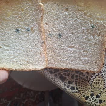 Bir Gecede Küflenen Ürün Şaşkınlığı