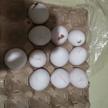 Lele Yumurta Bozuk Ve Barkodsuz Yumurtalarla Sağlığımız Tehlikeye Atılıyor