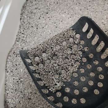 Kedi Kumunda Sigara İzmariti Ve Yabancı Maddeler Çıktı