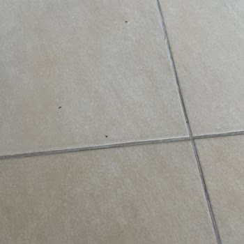 Temizlik Sorunu Ve Karınca Problemiyle Karşılaştık