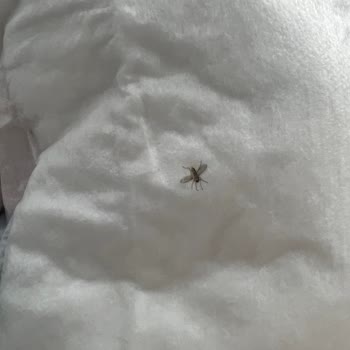 Alt Değiştirme Örtüsünden Sinek Çıkması Ve Kalite Kontrol Sorunu