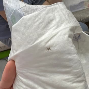 Alt Değiştirme Örtüsünden Sinek Çıkması Ve Kalite Kontrol Sorunu