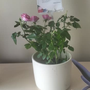 Görseldeki Çiçekle Gelen Çiçek Arasındaki Büyük Fark Hayal Kırıklığı Yarattı