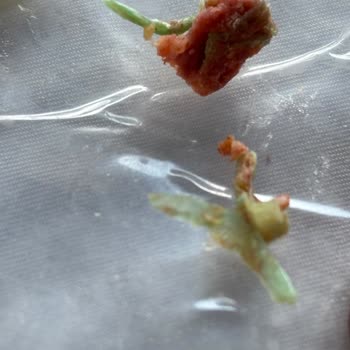 Ahmet İpek Sucukta Plastik Maddeyle Karşılaştım, İnsan Sağlığı Tehlikede
