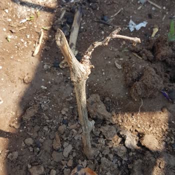 Çiçekflix Kuru Ve Cansız Fidan Gönderdi